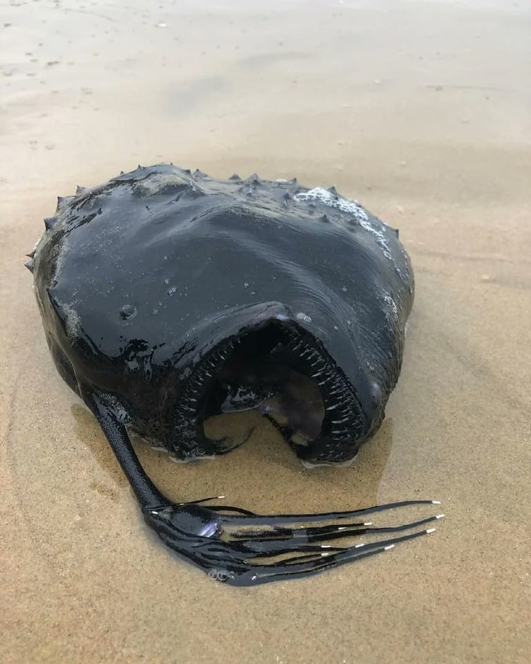 El océano es fascinante y misterioso pero también ASUSTADIZO.

Estas imágenes te dejarán sin palabras.

Abro hilo 🧵