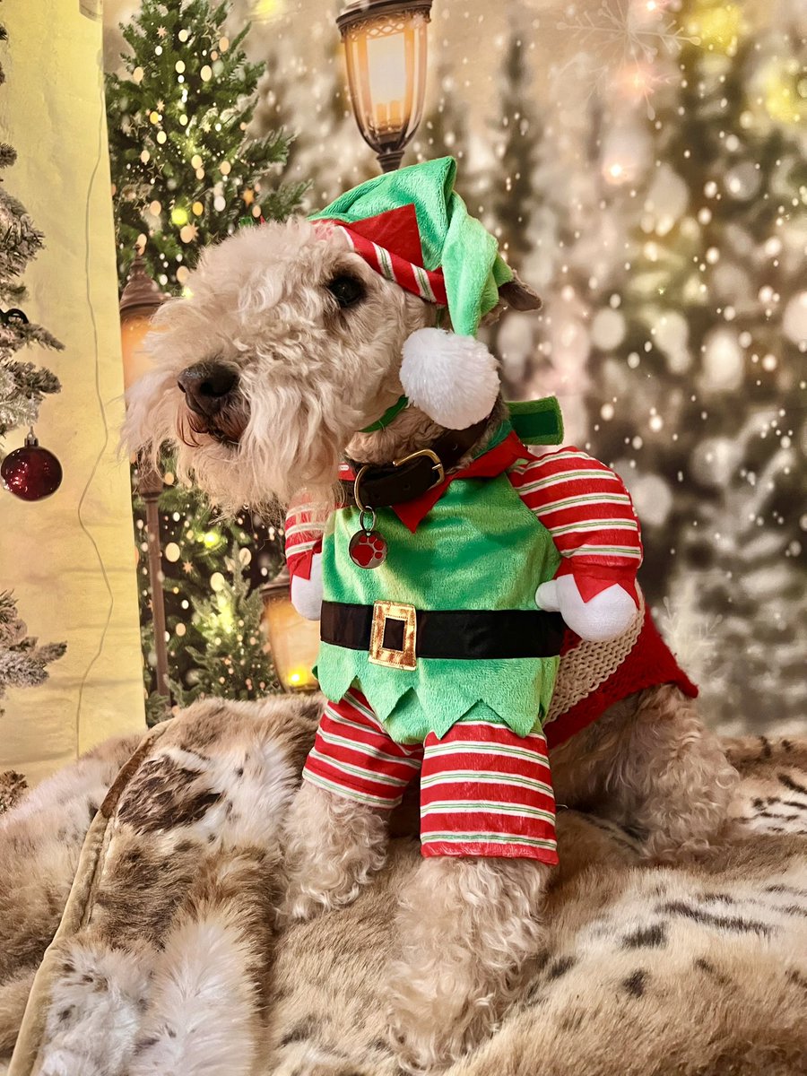 Come down to <a href="/bemorebob2/">BeMoreBob</a> and meet the grumpy elf  ……. Elf Bertie ❤️⛄️🎅
