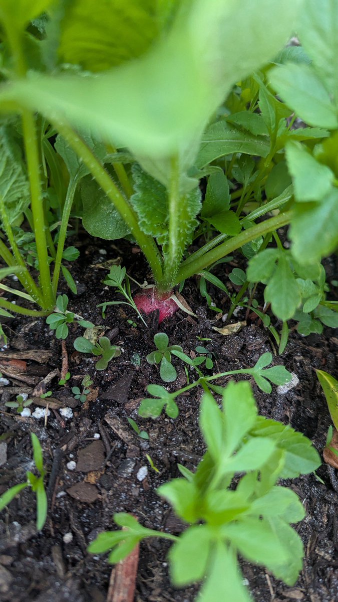 SpookyKitsch's tweet photo. Radishes have taken off https://t.co/l6MrXi7lQg