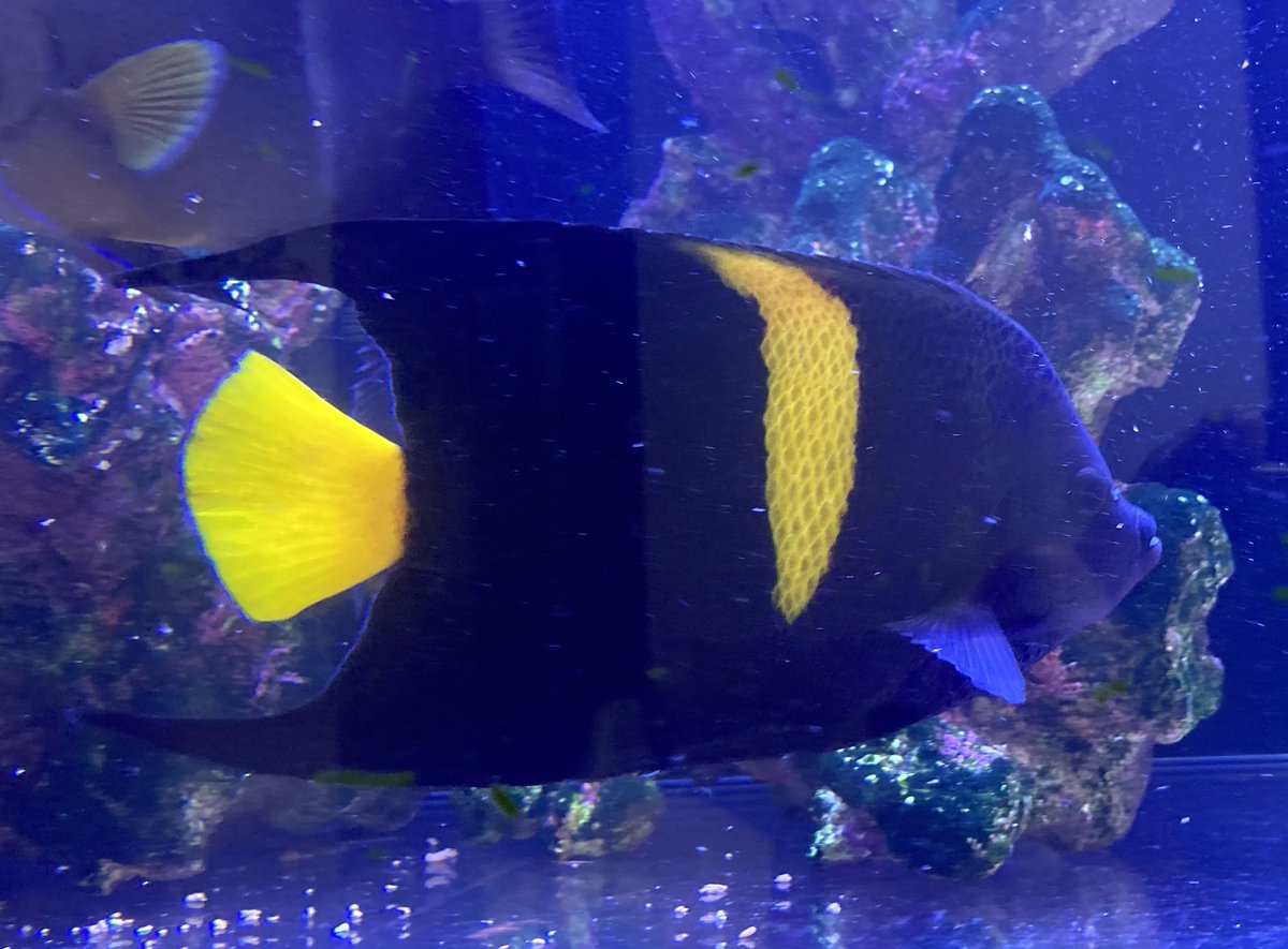 basabei's tweet image. エジプト産アズファー17センチ
エジプトらしい顔付き、バンドの入り方。
ずっと探していたのですが、
やっと満足行く個体に出会いました。