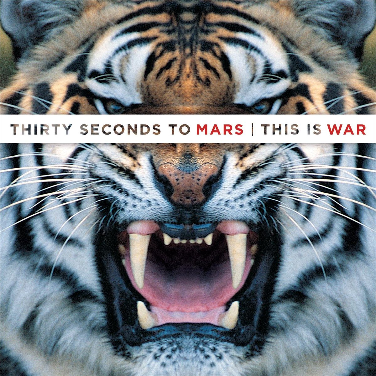 This Is War, terzo album in studio dei Thirty Seconds To Mars, venne pubblicato l'8 dicembre 2009! Buon 15° anniversario TIW 🥳🐯💙

Qual è la vostra canzone preferita tratta da questo album?

<a href="/30SECONDSTOMARS/">THIRTY SECONDS TO MARS</a> <a href="/JaredLeto/">JARED LETO</a> <a href="/ShannonLeto/">SHANNON LETO</a>