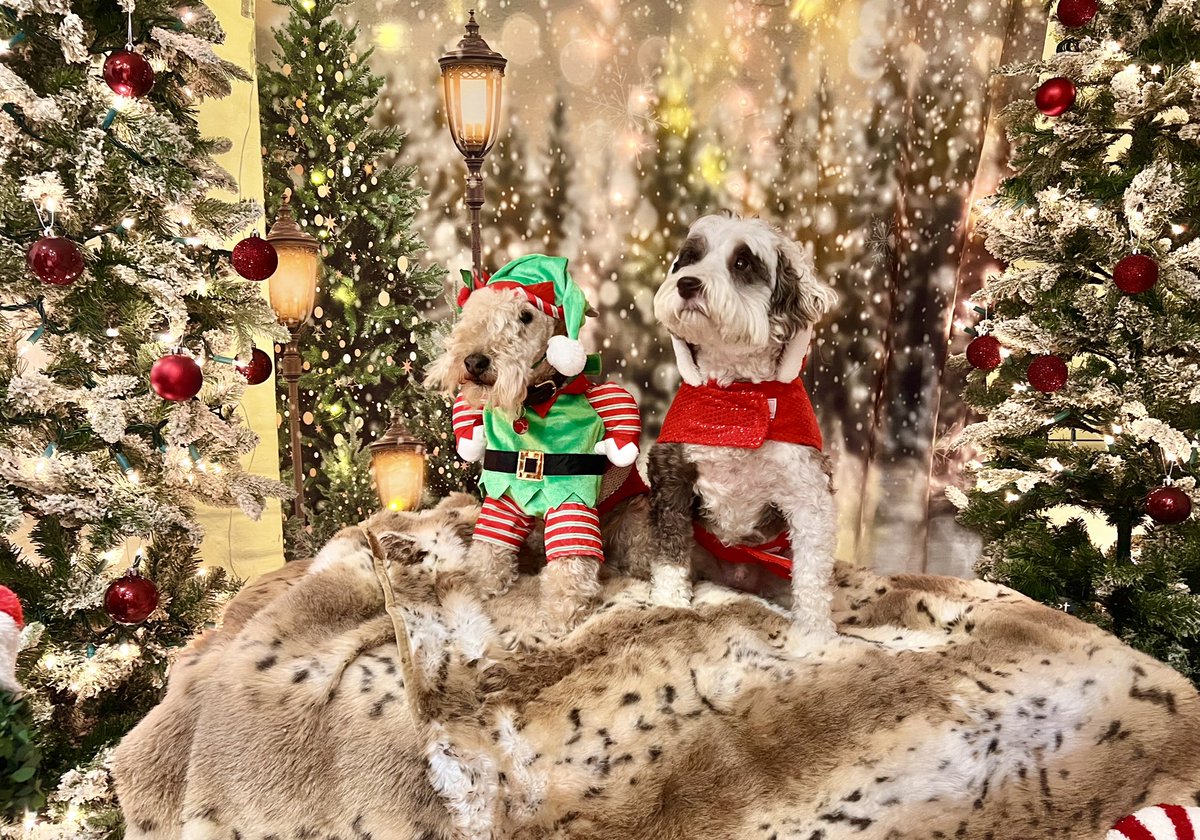Who said the spirit of Christmas was dead …… Santa Bob and Elf Bertie are ready ❤️⛄️🎅⛄️🎅
