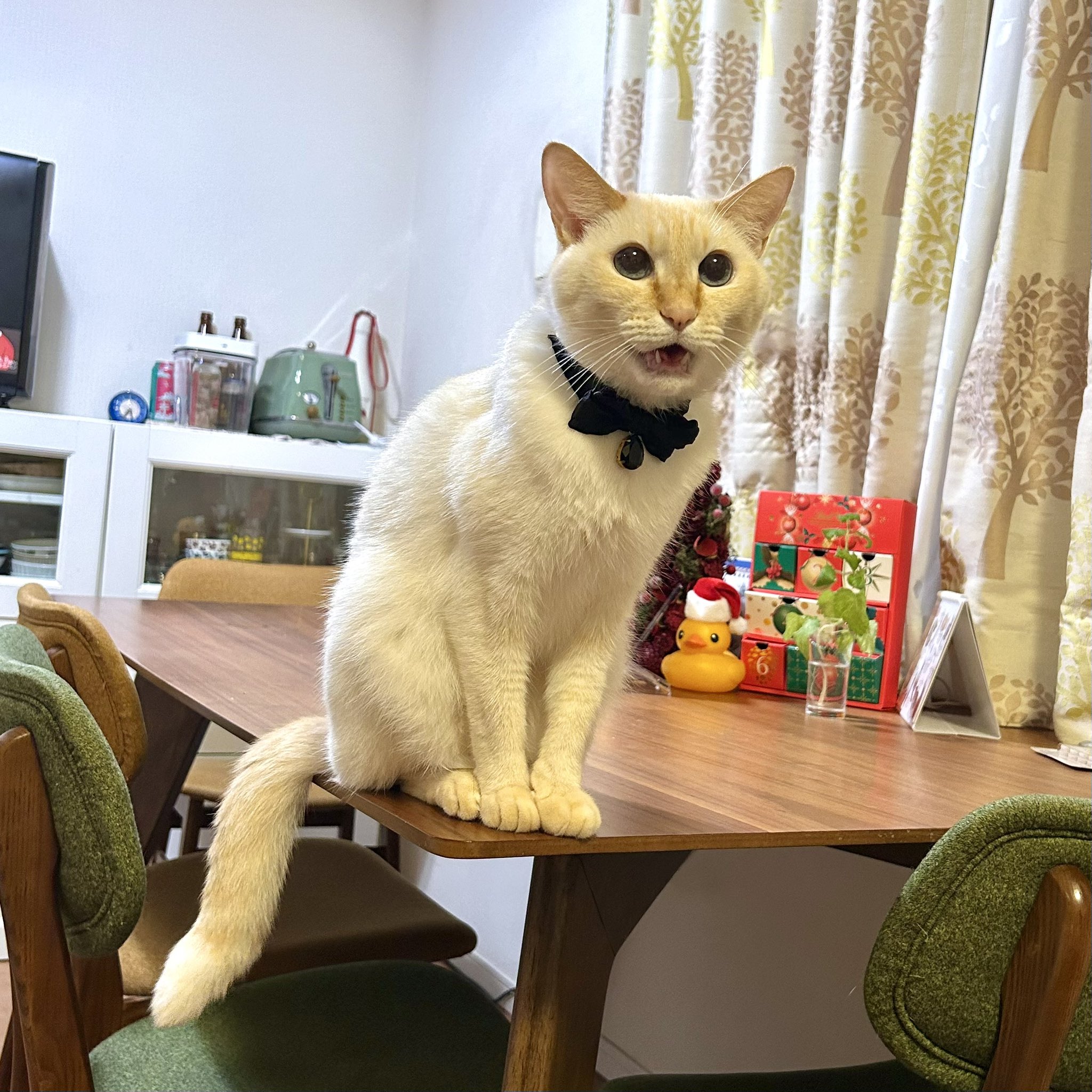 ねねちゃん様さが白 5kg4袋代替