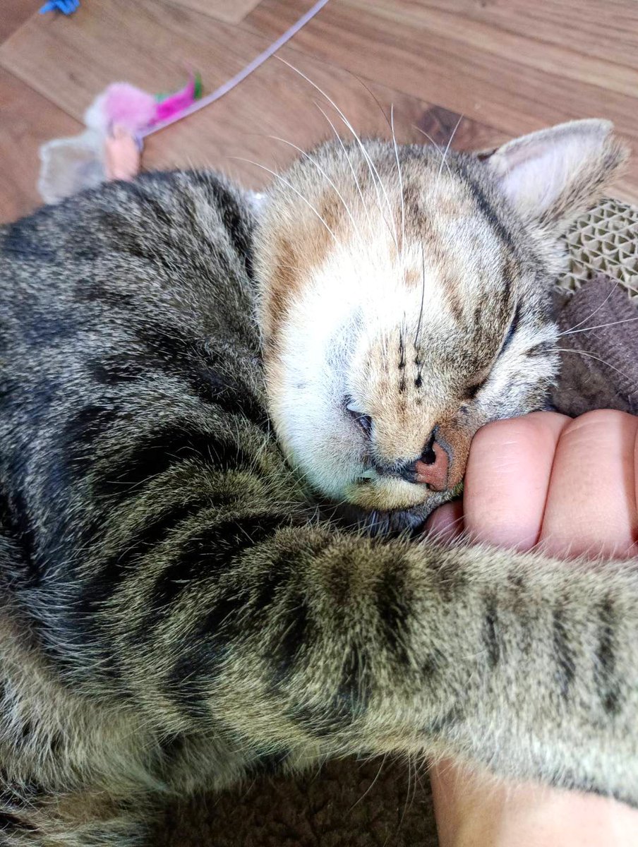 メガロくん（元しまお）の最高の冬が来た☃️