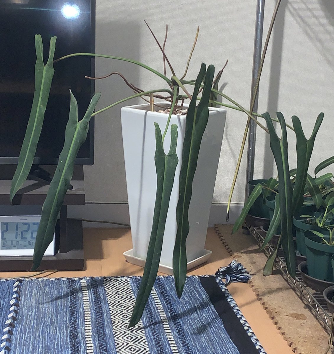 カッコいいだろぅ？🥴