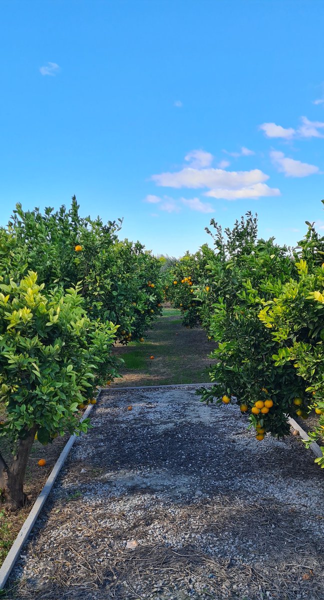 wendy1704's tweet image. Sunday morning walk for breakfast! #EasyLikeSundayMorning #brekkie #exercisemotivation