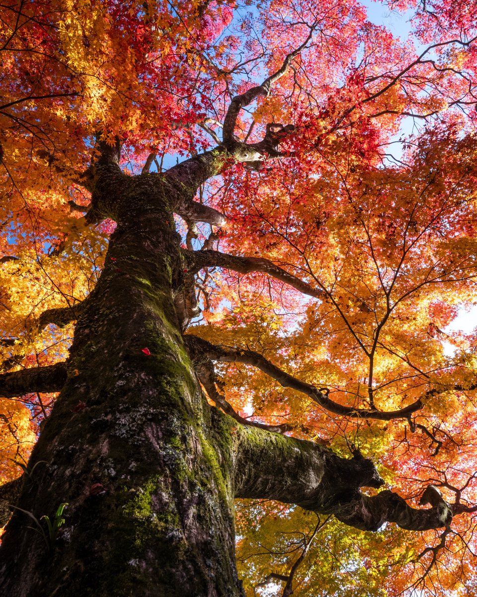 tikitakasaka03's tweet photo. 里山の秋🍁

#紅葉
#autumn_leaves
#landscapephotography
#tokyocameraclub
#私とニコンで見た世界 https://t.co/G989ADdlsC