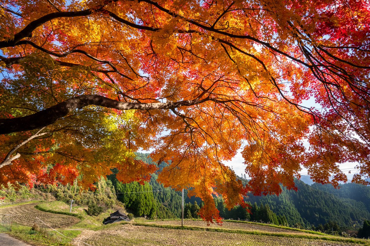 tikitakasaka03's tweet photo. 里山の秋🍁

#紅葉
#autumn_leaves
#landscapephotography
#tokyocameraclub
#私とニコンで見た世界 https://t.co/G989ADdlsC
