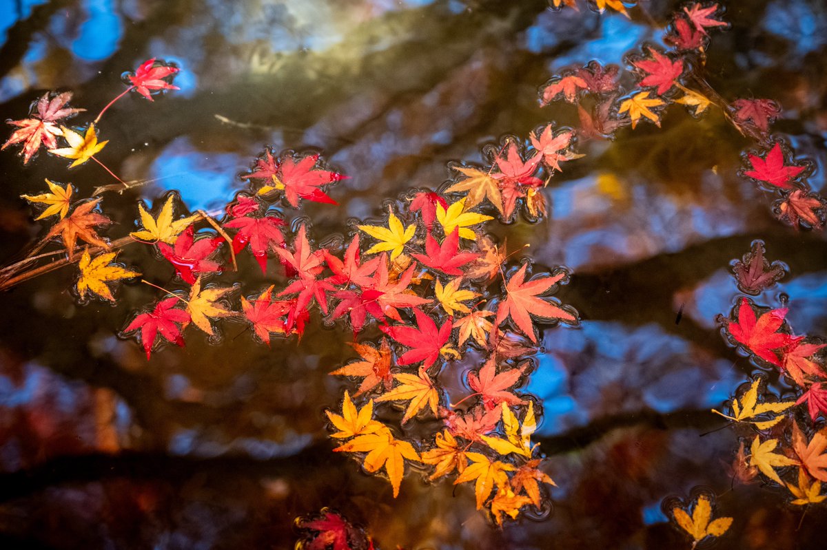 tikitakasaka03's tweet photo. 里山の秋🍁

#紅葉
#autumn_leaves
#landscapephotography
#tokyocameraclub
#私とニコンで見た世界 https://t.co/G989ADdlsC