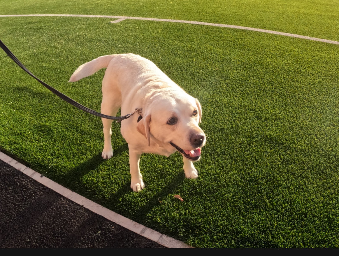 RobbieCassidy2's tweet photo. Molly and benji ready for Glasgow city https://t.co/WuYnia10is