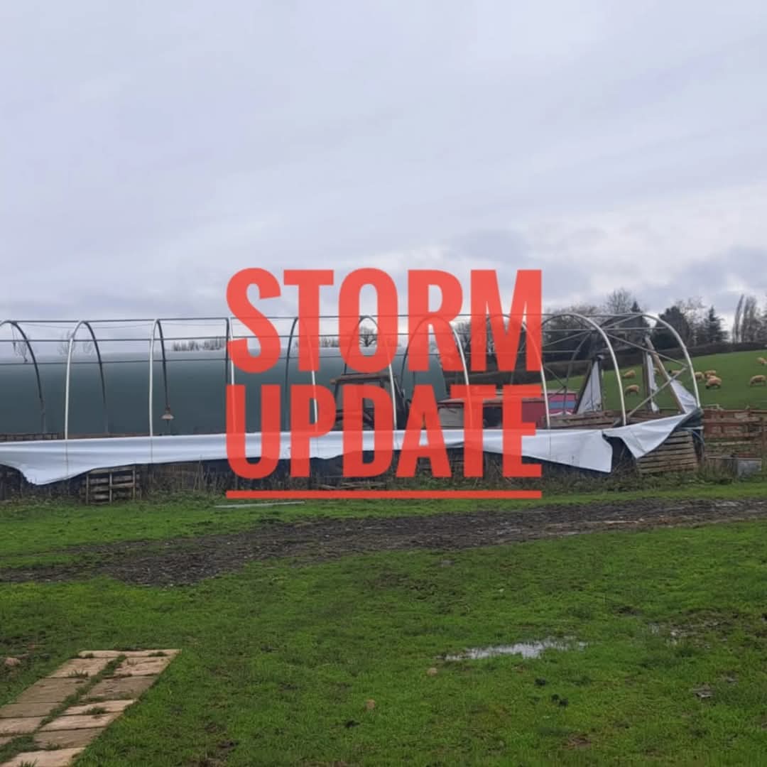 fars_sanctuary's tweet photo. 💨 STORM UPDATE 💨
Overnight the remainder of the polytunnel roof has blown off so, devastatingly, we are left with just a shell 😔

We are immensely grateful for everyone's support so far – donations, shares &amp; kind messages 🥰🤗

Pls help if you can 🐑

https://t.co/gBSfkCqXRF https://t.co/0k9GiibNRO