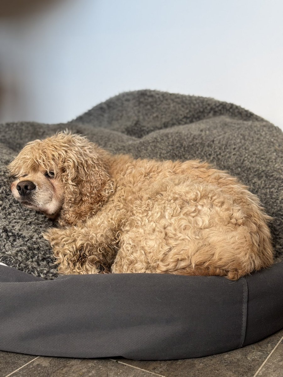 SpanielsSuper's tweet photo. Isky is sleeping off a rough night #StormDarragh #SoComfy https://t.co/sZuTZnt2vt