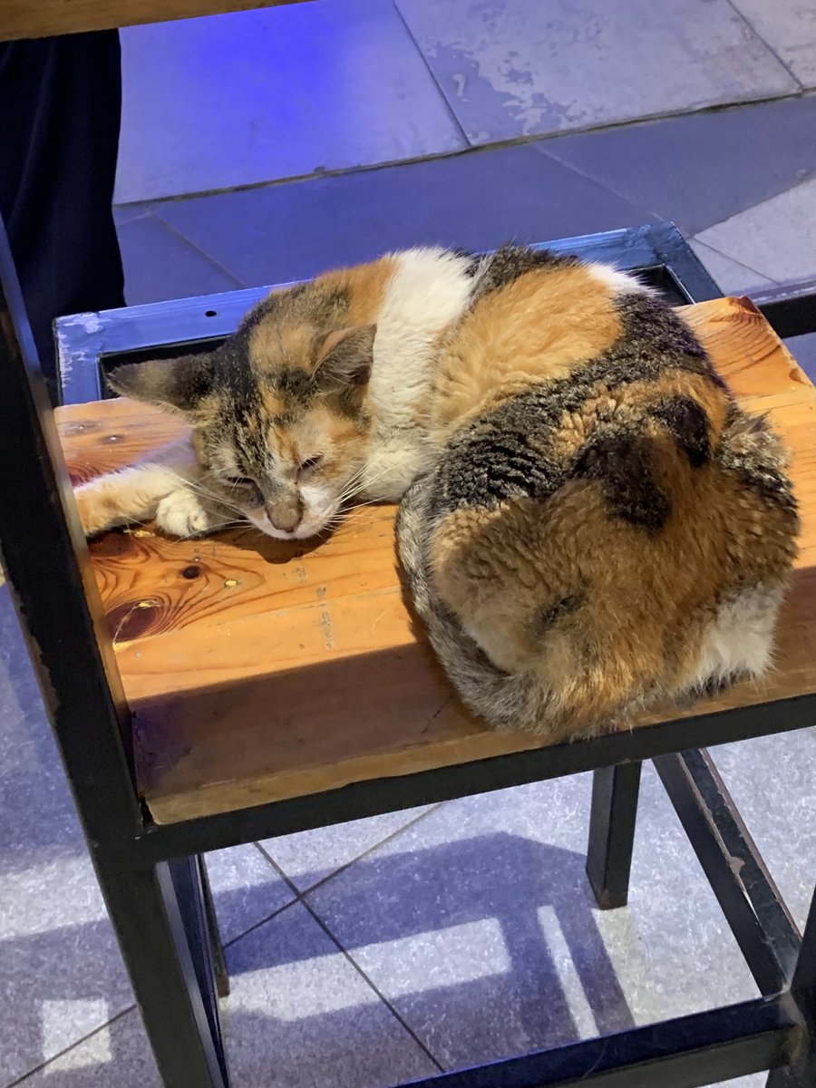 daintyflows's tweet photo. found this cute cat last night 🥹🐈 https://t.co/nAXHFQXdB3