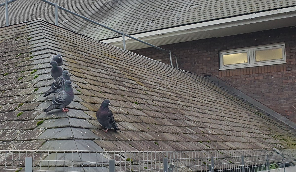 AgentFabulousHQ's tweet photo. Who's watching whom? #Birds #Ornithology #RSPB #RSSPB https://t.co/RcXDCtpAVh