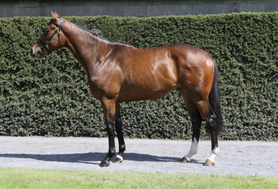 Tattersalls Ireland (@tattersalls_ie) on Twitter photo ๐๐ป Derby Sale graduate Sky Lord broke his maiden tag <a href="/corkracecourse/">Cork Racecourse</a> for <a href="/HenrydeBromhead/">Henry de Bromhead</a>.
A half brother to Le Milos, the โฌ75,000 purchase was sold by <a href="/NormanW74303774/">Norman Williamson</a> to <a href="/colinboweracing/">Colin Bowe Racing</a>. ๐๐ป Derby Sale graduate Sky Lord broke his maiden tag <a href="/corkracecourse/">Cork Racecourse</a> for <a href="/HenrydeBromhead/">Henry de Bromhead</a>.
A half brother to Le Milos, the โฌ75,000 purchase was sold by <a href="/NormanW74303774/">Norman Williamson</a> to <a href="/colinboweracing/">Colin Bowe Racing</a>.
