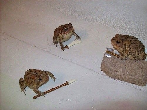 nocontextfrogs's tweet photo. https://t.co/RfMPZHhuoS
