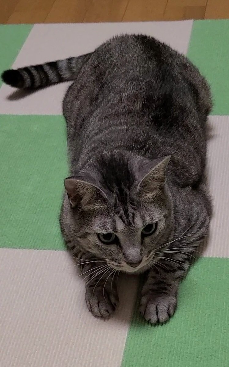 nyantariku's tweet photo. 戦闘態勢やでฅฅ✨✨
#ねこかわいいね 
#サバトラ
 #猫のいる暮らし𓏲𓎨 
 #ねこいいね https://t.co/MGyRSx9r22