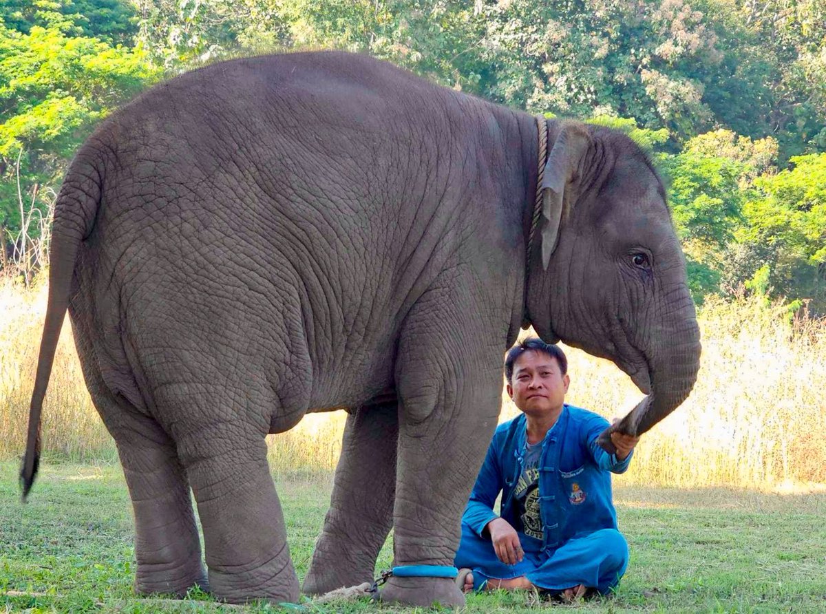 elephant_center's tweet photo. We are thrilled to announce our partnership with @MeenaSolX , a community takeover (CTO) group behind the $MEENA token. Thanks to their generosity, over 2 million MEENA tokens have already been donated to support TECC. 🙏🙏
Together, we are making a meaningful impact!🚀
#มีนา https://t.co/aS8LVyVq8b