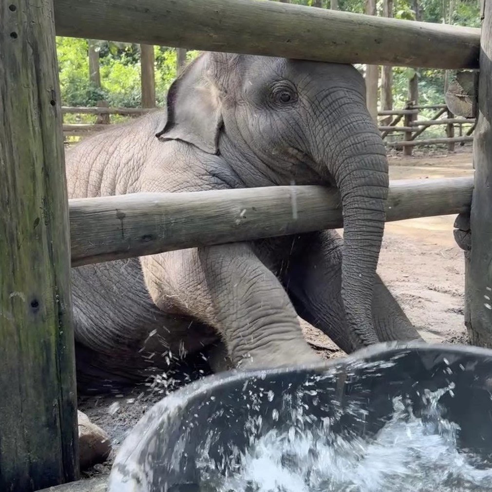 elephant_center's tweet photo. We are thrilled to announce our partnership with @MeenaSolX , a community takeover (CTO) group behind the $MEENA token. Thanks to their generosity, over 2 million MEENA tokens have already been donated to support TECC. 🙏🙏
Together, we are making a meaningful impact!🚀
#มีนา https://t.co/aS8LVyVq8b