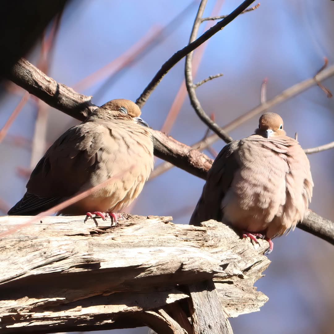 birdhouse_love's tweet photo. Enjoying a Sunday snooze...
#sundaysnooze #birdwatchers #sundaysnoozeday #doves #dove #sundaysnoozing #mourningdove #mourningdoves #ohiobirdworld #ohiobirdlovers #birdlovers #birdlife #birdwatching #birds #birdwatchersdaily #birdwatcher #birdloversdaily #backyardbirding https://t.co/HTKEdOkxSr