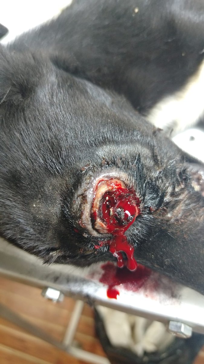 RawaaMady's tweet image. Sorry for the graphic content💔💔
Pepper was rushed to the clinic today after we recieved a call that a puppy was attacked by a stray and his eye is bleeding💔💔💔

Unfortunately, the eye has to be removed😪😪

Pepper needs 80-100 usd as he also needs to stay in the clinic for…