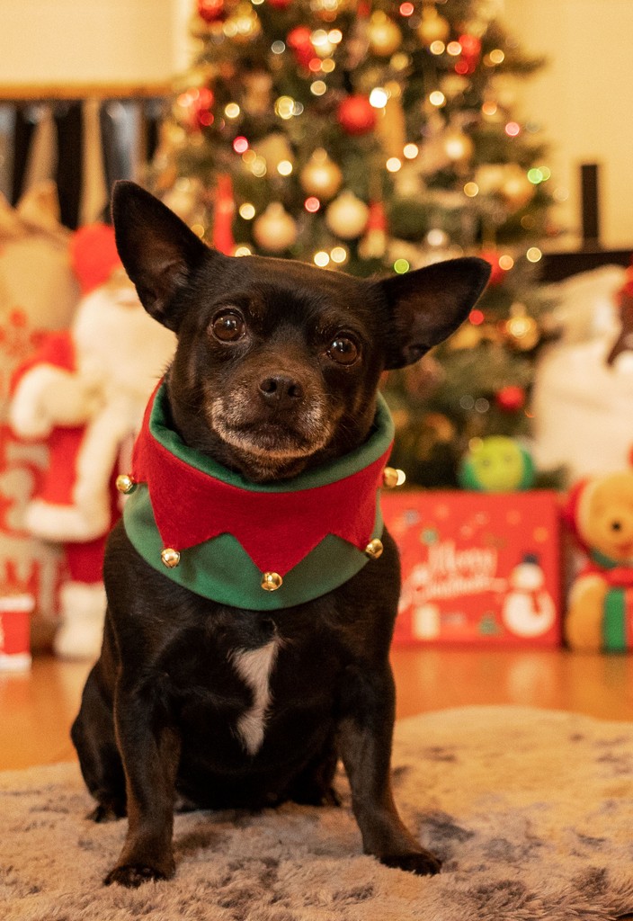 clover_duo's tweet photo. 🎄🐾 Look who’s ready for Santa! The adorable Prue is all dressed up as an elf, waiting patiently by the tree. 🦌✨ 

Who else has festive furry friends getting into the Christmas spirit? 

#decemberdaily #decemberdays #decembertoremember #decembervibes #dogphotographyuk https://t.co/8lyhgxZtRr