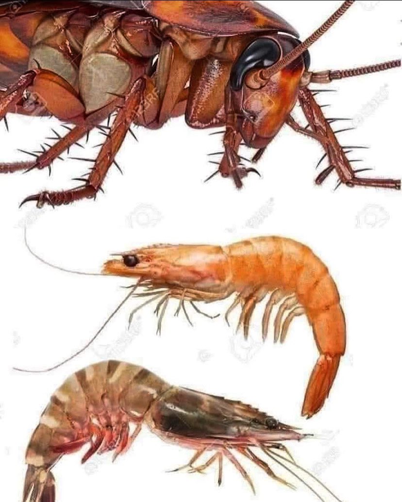 alertaaeroporto's tweet photo. ¿Sabías que los camarones son las cucarachas del Océano?
Los camarones son conocidos vulgarmente como “cucarachas de mar” por su tipo de alimentación omnívora, o sea, que se alimentan de la basura del mar. Como las cucarachas se alimentan de basura terrestre.
A que no lo sabias! https://t.co/6uI44rPljs