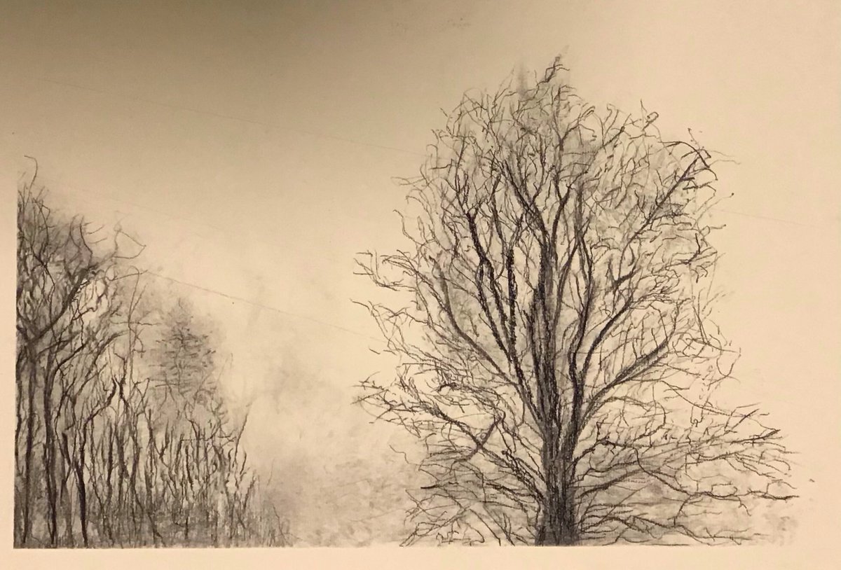 akprintmaker's tweet photo. Charcoal drawings of winter trees https://t.co/lu7euzBcvo