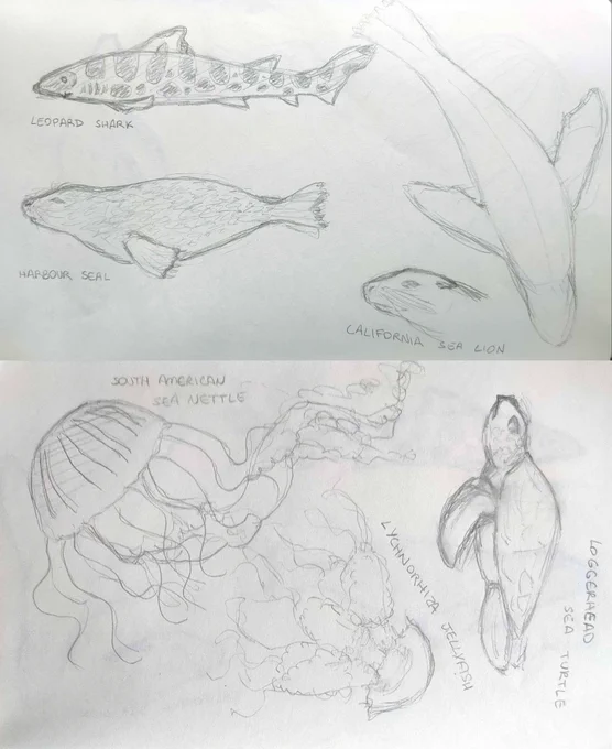 Today i had fun at the aquarium!
Tried to stop myself from drawing every single thing that moved, I always wanted to go and just draw and look at the fishes. It was difficult cause some just moved so fast but it was so much fun!!! 