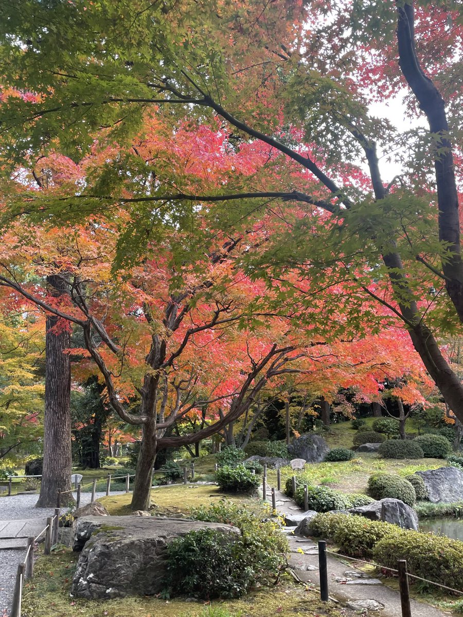 MasahikoMorimo2's tweet photo. 京都、城南宮の紅葉。
美しい…😊 https://t.co/1YqvIQworV
