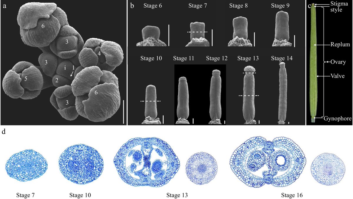 PlantSciRes's tweet image. #SeedBio #FruitDevelopment #Arabidopsis #PlantGenetics

Advancements in Arabidopsis fruit development reveal gene networks and hormone crosstalk crucial for tissue differentiation, opening doors to further research.

@MaximumAcademic

Details: maxapress.com/article/doi/10…