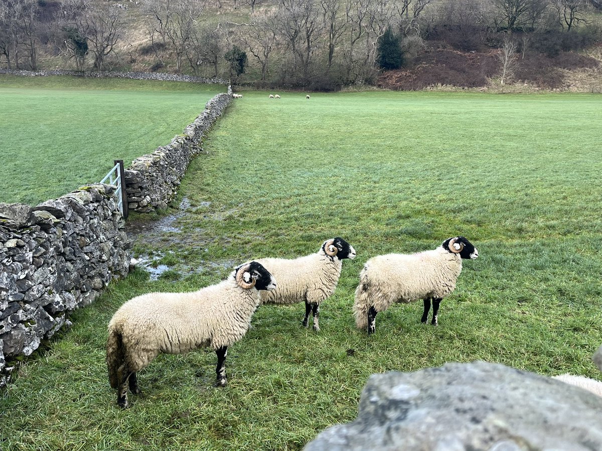 BrokenLilDolly's tweet photo. A four mile circular ๐พ๐พ walk this morning ๐ฅถ
#Austwick
#Feizor
#YorkshireDales https://t.co/SFnnRSzUxr