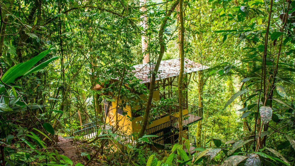 OffGridDestin's tweet photo. 🌿 Discover León Jungle House! 🇨🇷
📍 In Costa Rica's rainforest, this 3-level treehouse blends comfort &amp; nature. 🌳

✨ Features:
🛋️ Spacious living area
🛏️ Private bedroom w/views
🌳 Expansive decks

💲 $99,000
➡️ https://t.co/CJjm6znzjV

#OffGridLiving #TreehouseLife #CostaRica https://t.co/NkGxi8uQfp