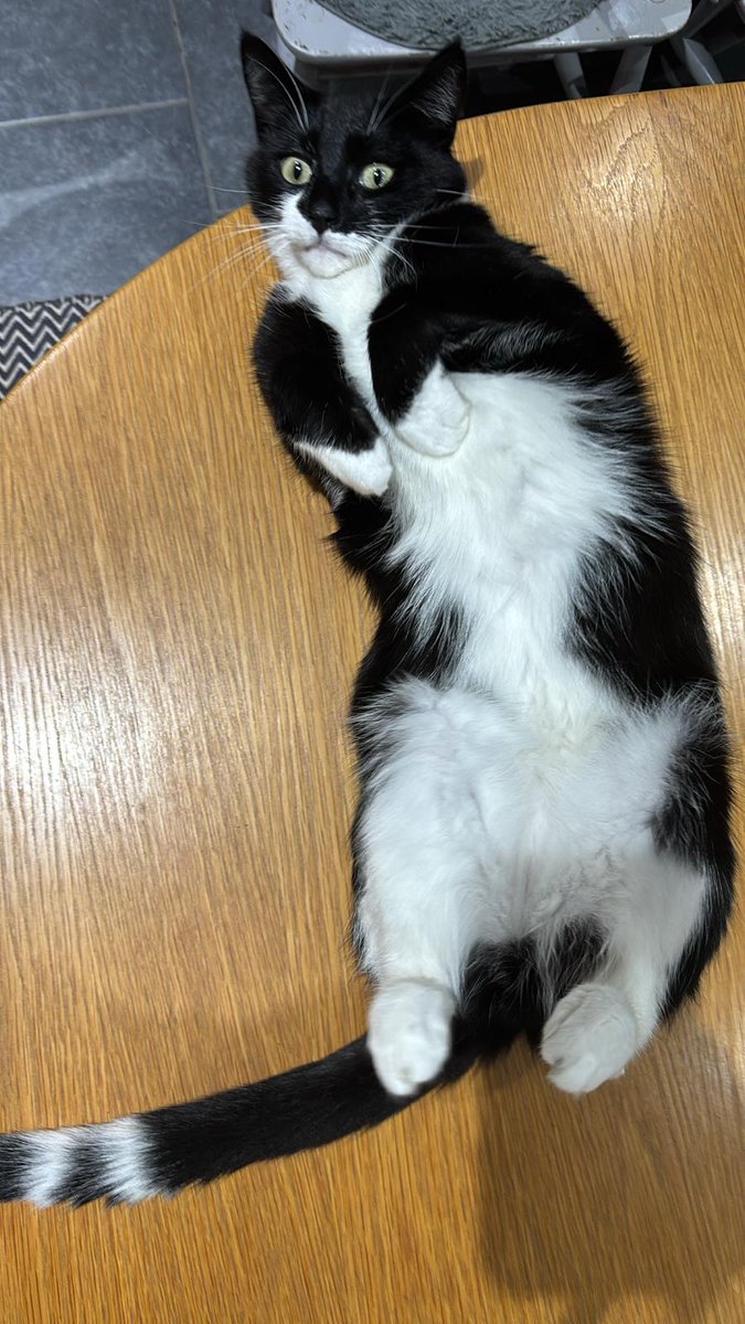 #Cats post #brex