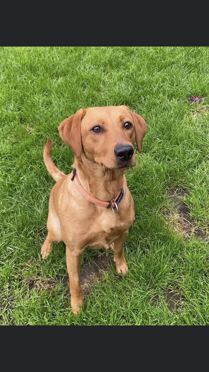 RachaelB100's tweet photo. #StolenDogHour
ROSIE
βοΈ4 Years #Missing Today βοΈ
#Missing 8/12/2020
#Swinton #Manchester #M27
Fox Red #Labrador
#Chipped #ScanThatChip
#Stolen #PetTheft #TheftByFinding
Please help her Homeπ
https://t.co/JbmhmCIulz https://t.co/05OKAZIEb7