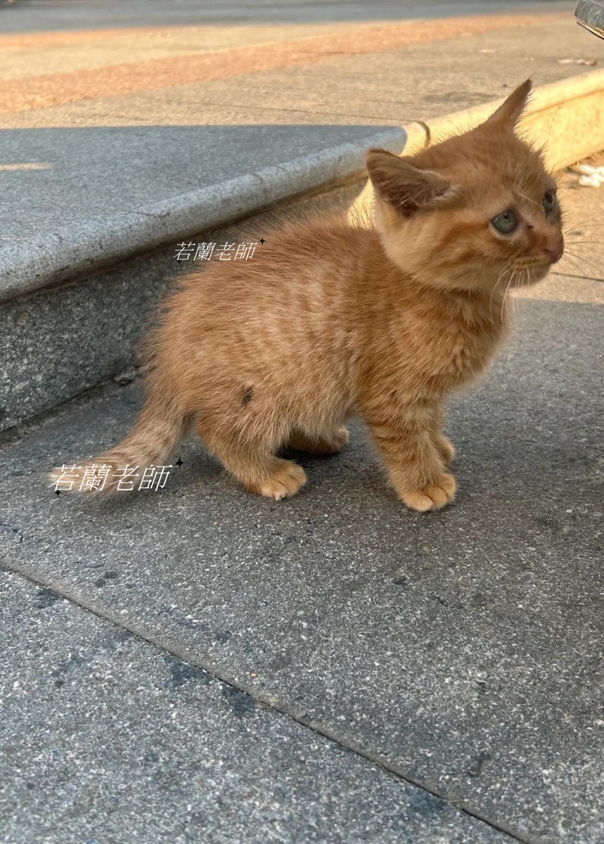 散步巧遇你，可惜沒帶吃的 https://t.co/z2mVdiQP7T