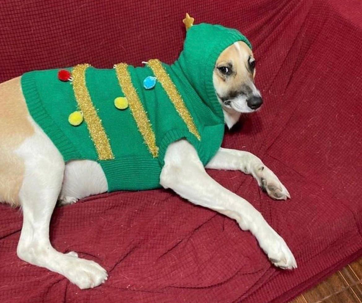 Adoptado, pero a qué costo…