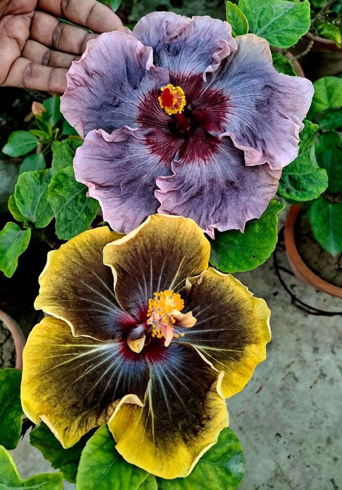 TheFlowerShow's tweet photo. 2 beautiful and very contrasting hibiscus!

CCH Descending Angel
Peter's black magic

Can you pick a favorite? https://t.co/JxmXBmHApy