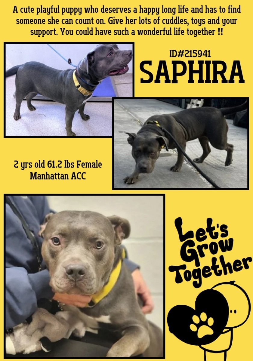EASpenser's tweet image. SAPHIRA, age ~2 ❤️
That gorgeous pewter gray! &amp;amp; her beautiful #EARS may be anxious but yay, she has them!🥰 
nycacc.app/#/browse/215941
She'll need:
#TimeToDecompress
#SlowIntros
#SeeingLifeThroughHerEyes
#LotsOfExercise 
?  #GoodGirlTraining ?
#Love💕
#Foster #Adopt #Pledge4Rescue