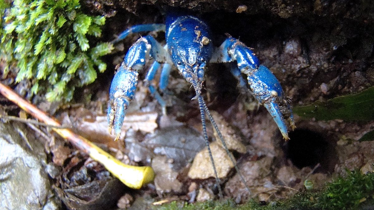 SERCinvasions's tweet photo. "I'll have a BLUE #crustmas without you..." ππ This Monongahela #crayfish (Cambarus monongalensis) is singing the blues this #crustmas because it hasn't made the "Invasive Species" list! Don't worry, friend, it's a good thing! π·Paul Fofonoff #25DaysofCrustmas https://t.co/AutOMzLcnL