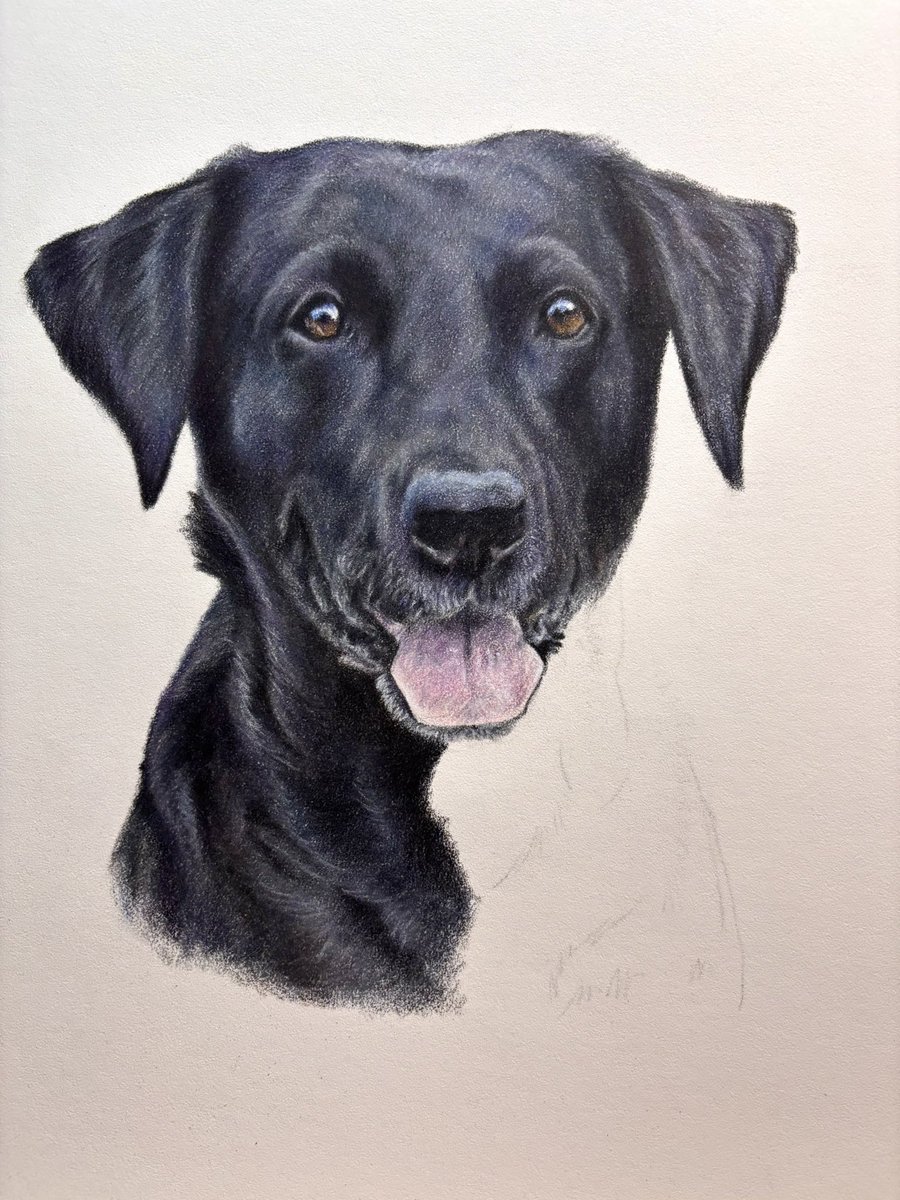 MeganArtUK's tweet image. More progress on this portrait of beautiful black Labrador, Blossom. I found out that Blossom is sadly no longer with us. Memorial portraits are always so special but after this last week this one is even more poignant.

#labrador #blacklab #petportrait #WIP