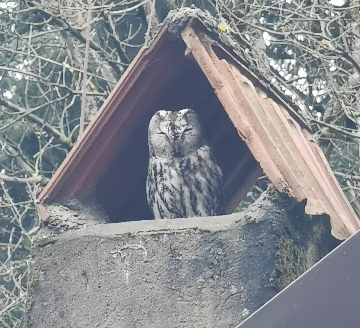 Waldkauz sitzt wieder im Kamin einer Wanderhütte bei Dossenheim, wie in jedem Winter.