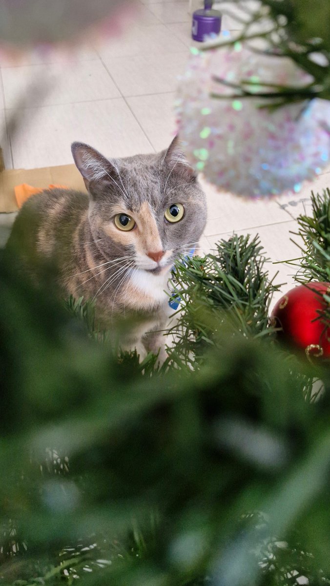 Gabrielluislio's tweet photo. Nos adelantamos con el arbolito 🎄
Hay una que está a minutos del acto iconoclasta!
#bluecalico https://t.co/bYpyIgmu8h
