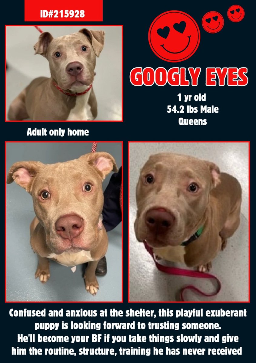 EASpenser's tweet photo. GOOGLY EYES, age ~1 #AnotherPuppy
FRIGHTENED EYES. Imagine being an active, exuberant #BabyDog, not 100% in control of your limbs/impulses, in this kennel 23/7.
https://t.co/Aw9zC3c1yb
Needs:
#TimeToDecompress
#LotsOfExercise
#GoodBoyTraining
#Patience
#Foster #Adopt #Pledge https://t.co/Mj753kiKfv