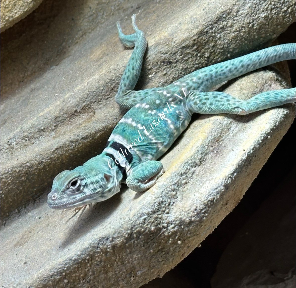 Crotaphytus_BVR's tweet photo. #collaredlizards #crotaphytusdickersonae #CollaredLizardsNL https://t.co/OFpoLng6x5