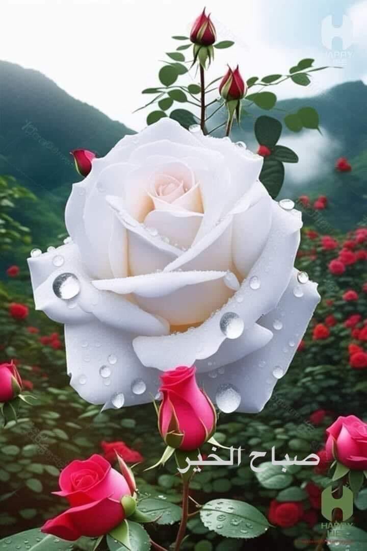 خُذْ من فرَحي ما شِئتْ حتى يُضيء وجهُكَ فرحاً كُن سَعيداً اولاً ، ثُم بكْ سَأُسعَد أنا

#مساء_الــود_والـــورد