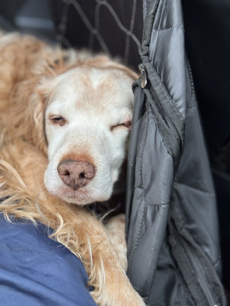 SpanielsSuper's tweet photo. Mum woke me up & made me go for a walk ๐
#ReallyDidntWantTo
#SheMadeMe https://t.co/cR4okLCara
