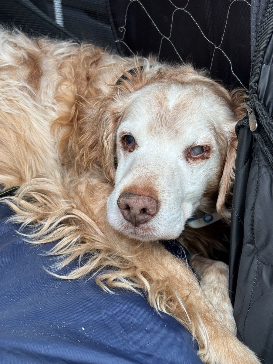 SpanielsSuper's tweet photo. Mum woke me up & made me go for a walk ๐
#ReallyDidntWantTo
#SheMadeMe https://t.co/cR4okLCara