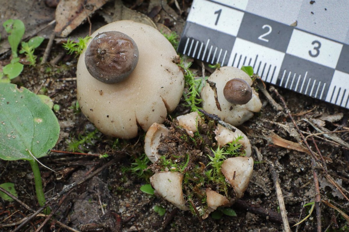 SIM_micoiberica's tweet photo. Algunas especies interesantes encontradas estos días 🍄:

1. Geastrum senoretiae
2. Asterophora parasitica
3. Clavariadelphus flavoimmaturus
4. Truncospora atlantica

#Fungi #Mushroom #Mycology https://t.co/oWCciI1A9w
