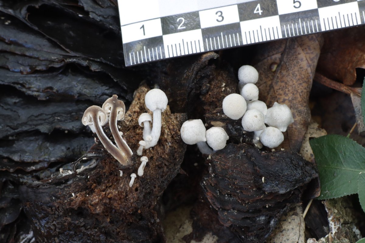 SIM_micoiberica's tweet photo. Algunas especies interesantes encontradas estos días 🍄:

1. Geastrum senoretiae
2. Asterophora parasitica
3. Clavariadelphus flavoimmaturus
4. Truncospora atlantica

#Fungi #Mushroom #Mycology https://t.co/oWCciI1A9w